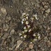 Euphrasia meiantha - Photo (c) Isaac Eckert,  זכויות יוצרים חלקיות (CC BY-NC), הועלה על ידי Isaac Eckert