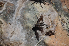 Macrocondyla lugubris