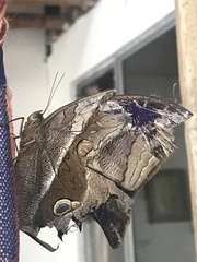 Eryphanis