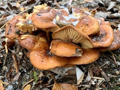 Flammulina
