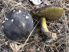 Suillus fuscotomentosus