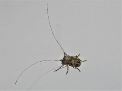 Hoherius meinertzhageni