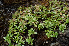 Celmisia bellidioides