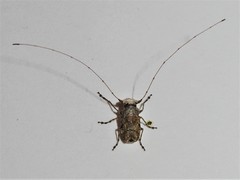 Hoherius meinertzhageni