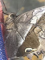 Eryphanis