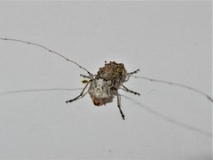 Hoherius meinertzhageni