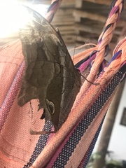 Eryphanis