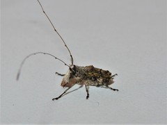Hoherius meinertzhageni