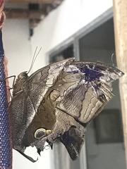 Eryphanis