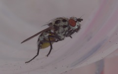 Anthomyia pluvialis