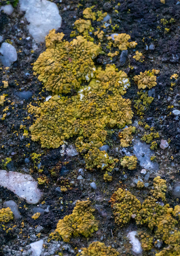 krásnica žltá (Calogaya decipiens)