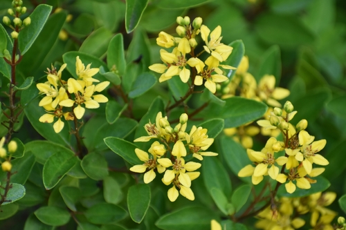Galphimia gracilis