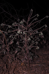 Trichodesma zeylanicum