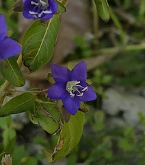 Hydrolea zeylanica