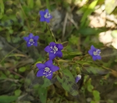 Hydrolea zeylanica