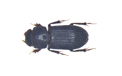 Ataenius abditus · NaturaLista Mexico