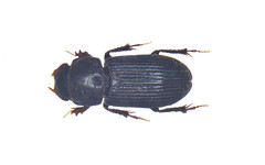 Ataenius abditus