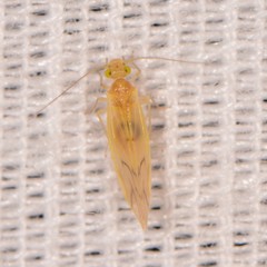 Xanthocaecilius