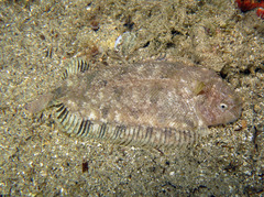 Monochirus hispidus