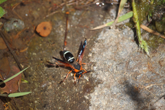 Hypodynerus chiliensis