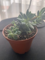 Pachyphytum