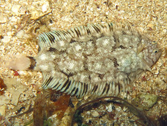 Monochirus hispidus