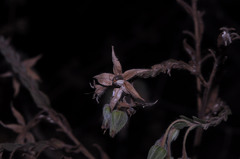 Trichodesma zeylanicum