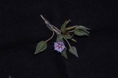 Trichodesma zeylanicum