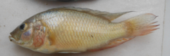 Astatotilapia