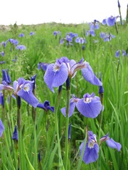 Iris setosa interior