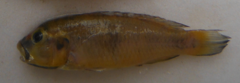 Haplochromis vanheusdeni