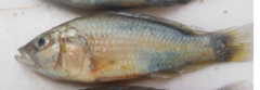 Astatotilapia