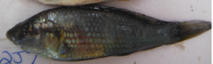 Astatotilapia
