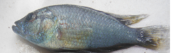 Astatotilapia