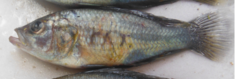 Astatotilapia