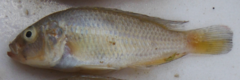 Astatotilapia