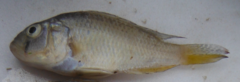 Astatotilapia
