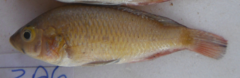 Astatotilapia