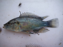 Astatotilapia