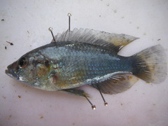 Astatotilapia