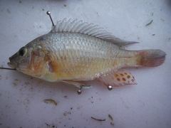 Astatotilapia