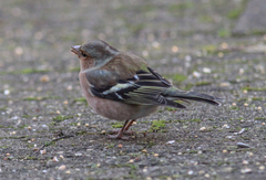 Fringilla coelebs