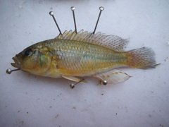 Astatotilapia