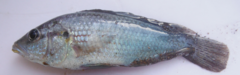 Astatotilapia