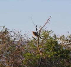 Rupornis magnirostris