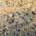 Whiskered Sole - Photo (c) Sylvain Le Bris, some rights reserved (CC BY-NC), uploaded by Sylvain Le Bris