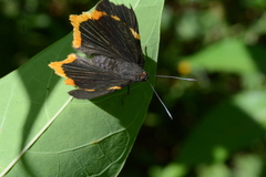 Riodina lycisca