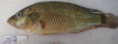Astatotilapia
