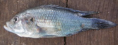 Astatotilapia