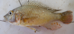 Astatotilapia